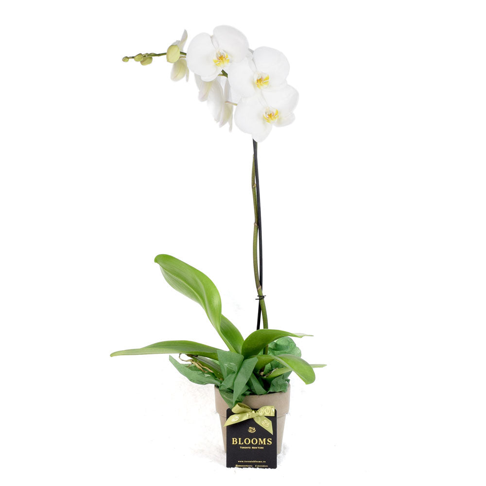 Pearl Essence Exotic Orchid Plant from New York Blooms - Plant Gifts - New York Delivery