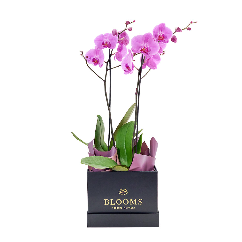 Perfect In Pink Exotic Orchid Plant from New York Blooms - Plant Gifts - New York Delivery.