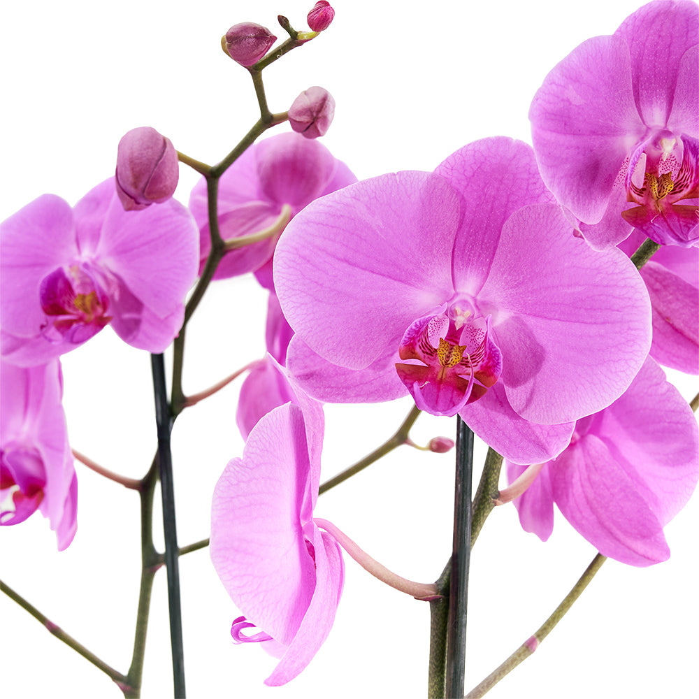 Perfect In Pink Exotic Orchid Plant from New York Blooms - Plant Gifts - New York Delivery.