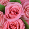 Pink Glow Box Rose Set from New York Blooms - Floral Gift Hat Box Set - New York Delivery.