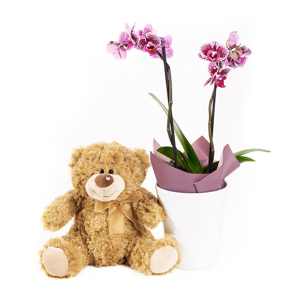 Potted Orchids and Bear from New York Blooms - Floral &amp; Plush Gift Set - New York Delivery.