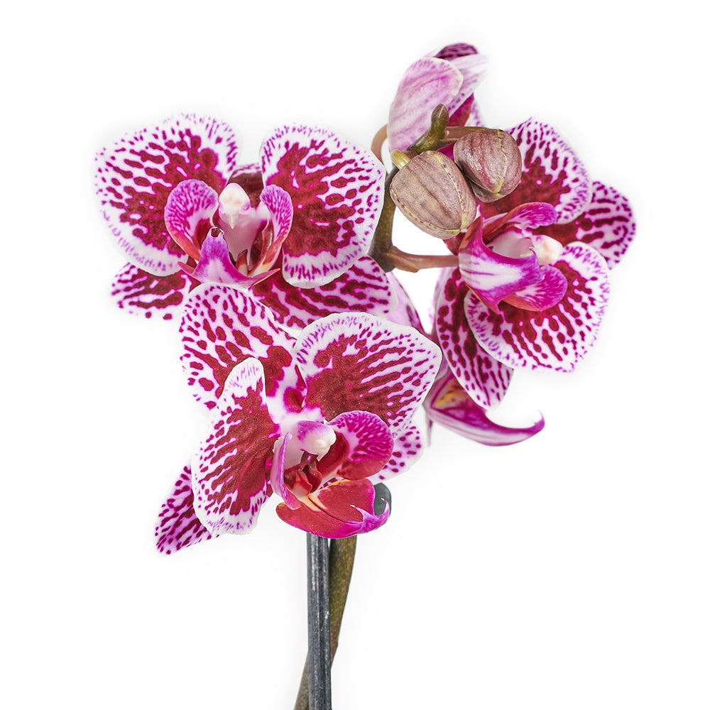 Potted Orchids and Bear from New York Blooms - Floral & Plush Gift Set - New York Delivery.