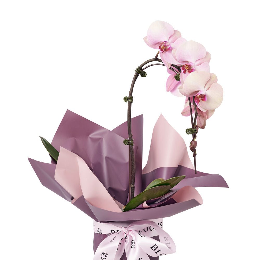 Pure & Simple Flowers & Wine Gift from New York Blooms - Orchid & Wine Gift Set - New York Delivery.