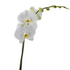 Pure & Simple Exotic Orchid Plant from New York Blooms - Floral Gifts - New York Delivery.