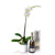 Pure & Simple Flowers & Champagne Gift
