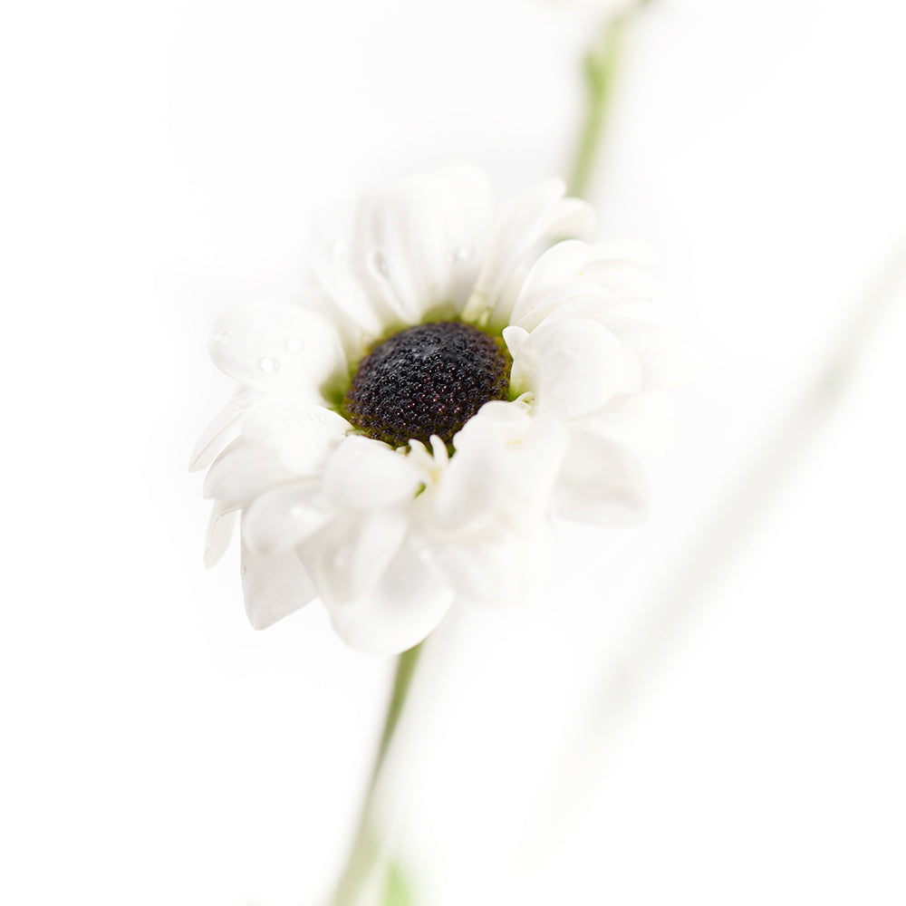 Pure & Pristine Daisy Bouquet from New York Blooms - Mixed Floral Gifts - New York Delivery.