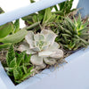 Rustic Charms Succulent Garden. New York Blooms - New York Delivery Blooms