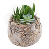 Shades of Green Succulent Garden from New York Blooms - Planter Gifts - New York Delivery.