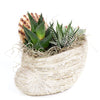 Shell Succulent Arrangement, Succulent Gifts, Floral Gifts, Planters, Succulents, NY Same Day Delivery. New York Blooms