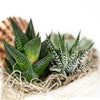 Shell Succulent Arrangement from New York Blooms - Planter Gifts - New York Delivery.