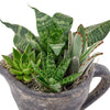 Sitting Pretty Succulent Pitcher from New York Blooms - Planter Gifts - New York Delivery.