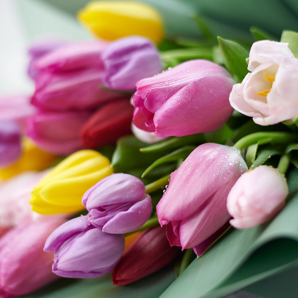 Tulips: Indulge in the colors and forms of the spring classic