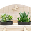 Succulent Greenhouse Garden Bench from New York Blooms - Plant Gifts - New York Delivery.