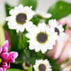 Suddenly Spring Mother’s Day Floral Gift - Mixed Floral Gifts - New York Delivery.