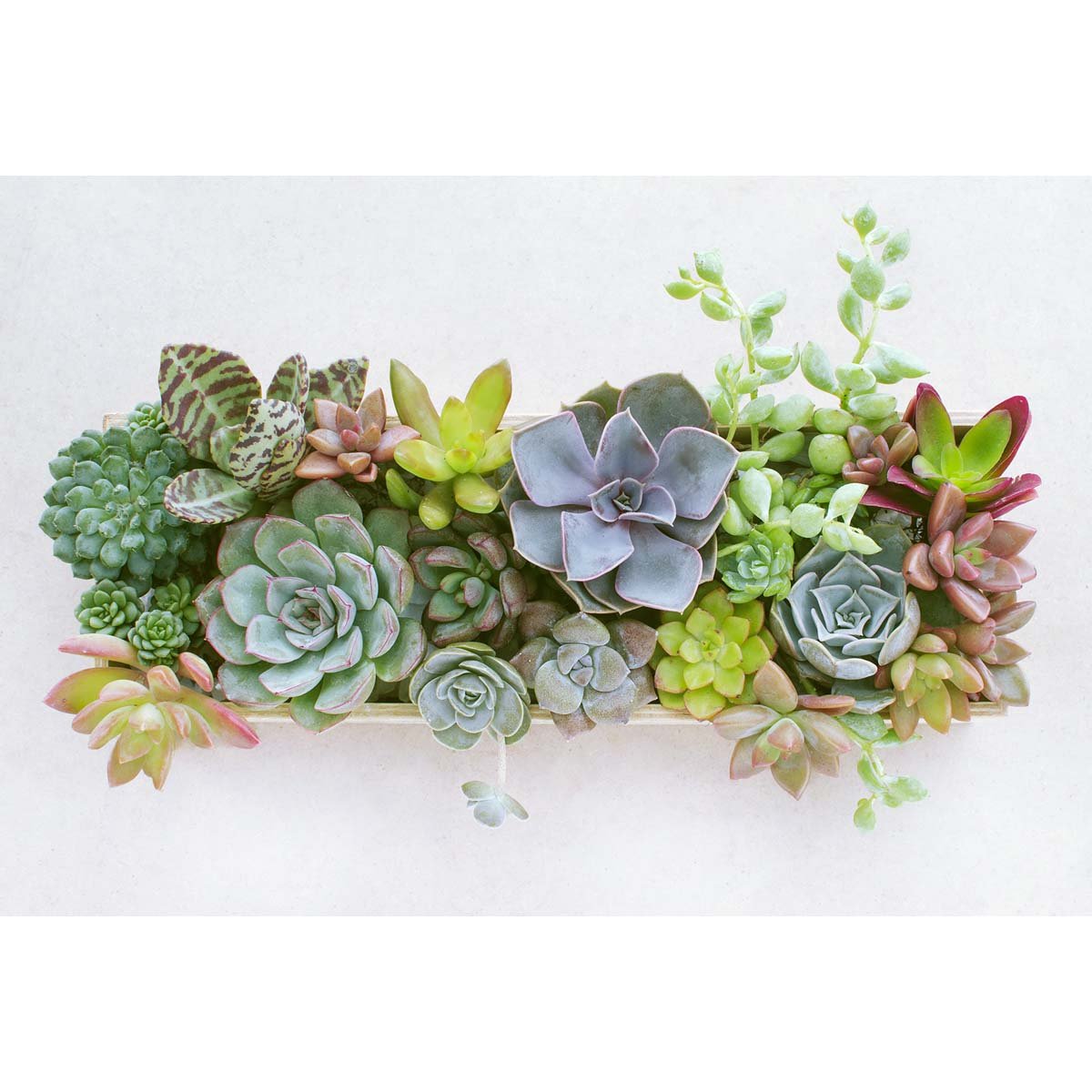Love succulents, but not sure how to bring them all together in a space? Then the Iridescent Fantasy Succulent Garden from New York Blooms is just the thing for you.
