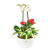 Tropical Orchid Arrangement, Anthurium, Orchids, Floral Arrangement, Potted Plants, Floral Gifts, Floral Gift Baskets, NY Same Day Delivery