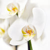Tropical Orchid Arrangement from New York Blooms - Potted Plant Gifts - New York Delivery.