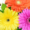 Vivacious Daisy Arrangement from New York Blooms - Mixed Floral Gifts - New York Delivery.