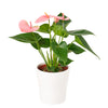 Wild & Free Anthurium Plant, Pink Anthurium Plant, Planter Gifts, Floral Gifts, Potted Flower, NY Same Day Delivery