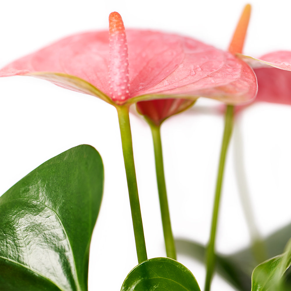 Wild & Free Anthurium Plant from New York Blooms - Plant Gifts - New York Delivery.