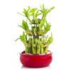 Lucky Streak Bamboo Plant from New York Blooms is sure to make for a popular gift no matter what the occasion is. Your loved ones are sure to be delighted to receive this gift and your good wishes and luck with it.