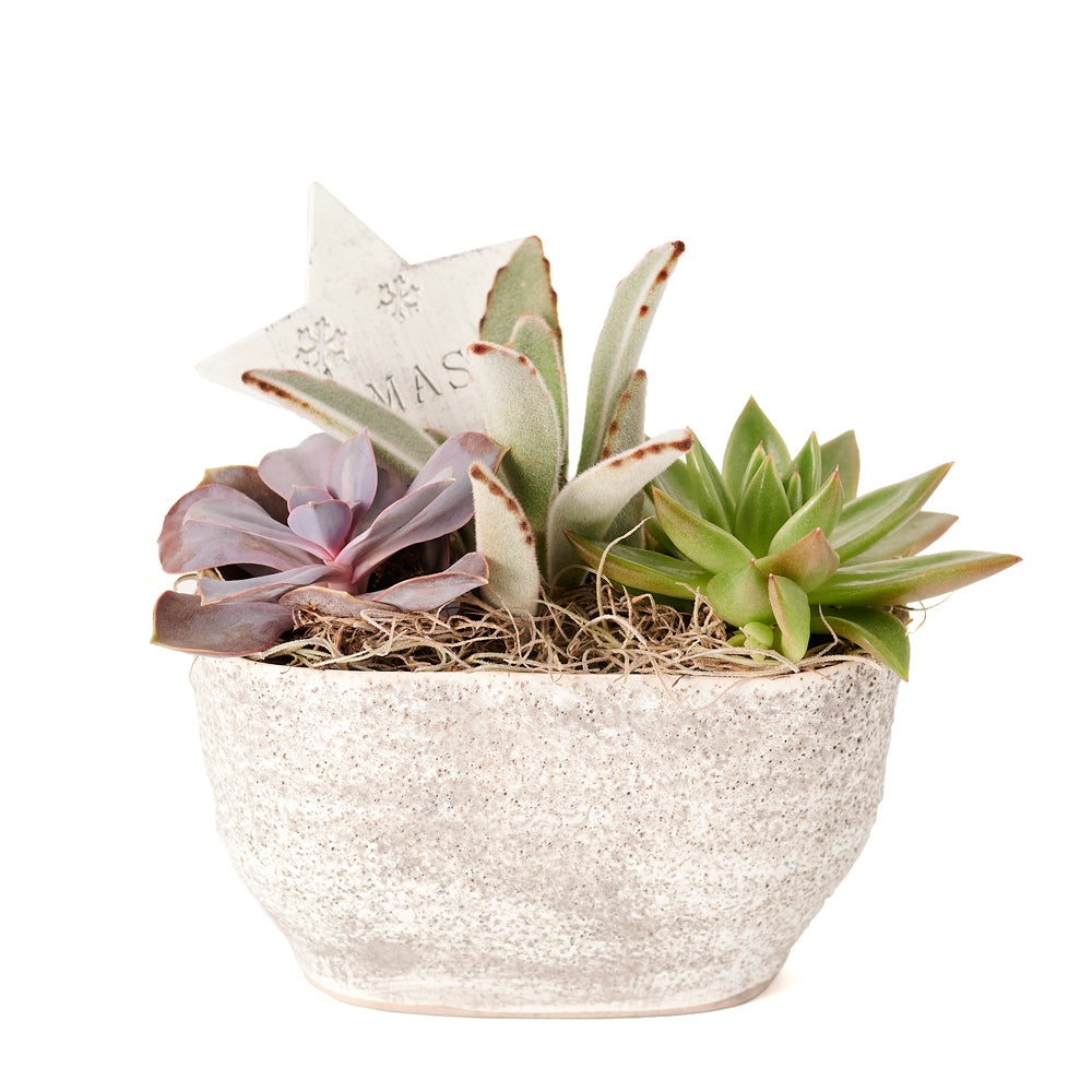 Succulent Arrangement,  Floral Gift,  Floral Arrangement,  holiday,  christmas,  Set 23991-2021, holiday succulent delivery, delivery holiday succulent, christmas arrangement canada, canada christmas arrangement, New York