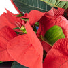 Festive Poinsettia Gift from New York Blooms, a perfect gift to bring a touch of holiday spirit to someone special.