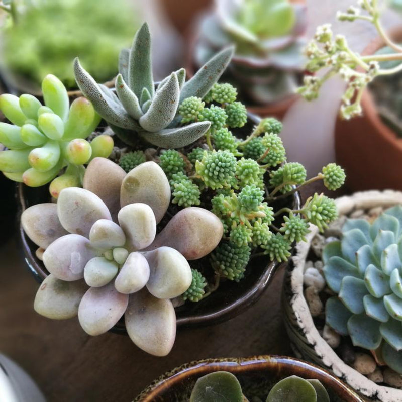 Succulents & Cacti - New York Blooms