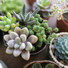 Succulents & Cacti from New York Blooms - Planter Gifts - New York Delivery.