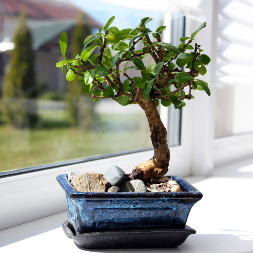 Bonsai &amp; Tropical Plants