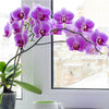 Orchids & Exotics from New York Blooms - Flower Gifts - New York Delivery.