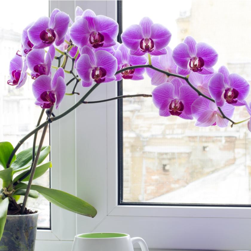Orchids & Exotics from New York Blooms - Flower Gifts - New York Delivery.
