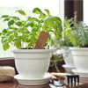 Seasonal Plants from New York Blooms - Plant Gifts - New York Delivery.